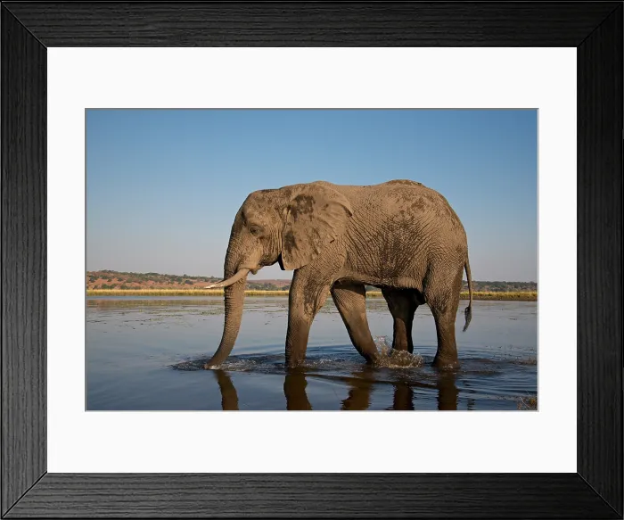 Framed Print : African Elephant, Loxodonta africana, mud covered, Chobe River, Botswans Framed Print : African Elephant, Loxodonta africana, mud covered, Chobe River, Botswans