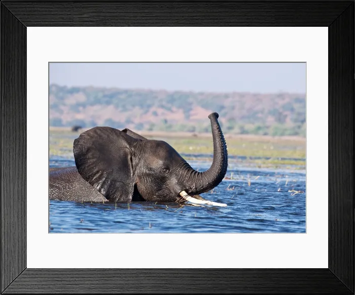 Framed Print : African Elephant (Loxodonta Africana) wades through a deeper section of a river, Chobe National Park, Botswana Framed Print : African Elephant (Loxodonta Africana) wades through a deeper section of a river, Chobe National Park, Botswana