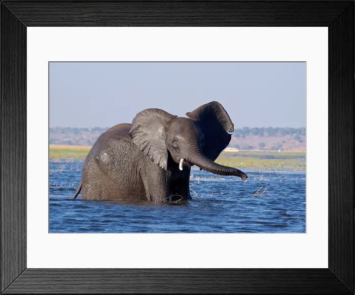 Framed Print : African Elephant (Loxodonta Africana) wades through a deeper section of a river, Chobe National Park, Botswana Framed Print : African Elephant (Loxodonta Africana) wades through a deeper section of a river, Chobe National Park, Botswana