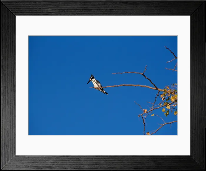 Framed Print : Pied Kingfisher (Ceryle Rudis), perched on acacia branch against a deep blue sky, Chobe National Park, Botswana, Africa Framed Print : Pied Kingfisher (Ceryle Rudis), perched on acacia branch against a deep blue sky, Chobe National Park, Botswana, Africa