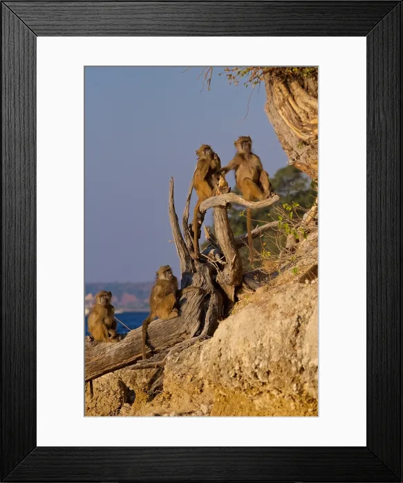 Framed Print : Chacma baboons, (Papio ursinus griseipes) relaxing on a dead tree in evening light, Chobe National Park, Botswana, Africa Framed Print : Chacma baboons, (Papio ursinus griseipes) relaxing on a dead tree in evening light, Chobe National Park, Botswana, Africa