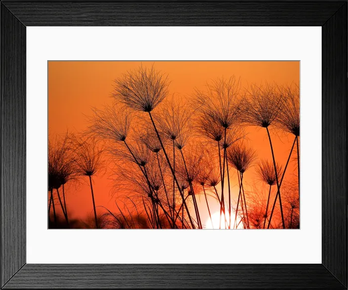 Framed Print : Papyrus sedge, Cyperus papyrus, sillhouetted at sunset, Chobe National Park, Botswana Framed Print : Papyrus sedge, Cyperus papyrus, sillhouetted at sunset, Chobe National Park, Botswana