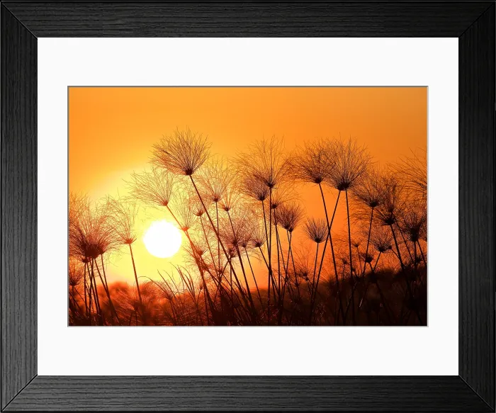 Framed Print : Papyrus sedge, Cyperus papyrus, sillhouetted at sunset, Chobe National Park, Botswana Framed Print : Papyrus sedge, Cyperus papyrus, sillhouetted at sunset, Chobe National Park, Botswana