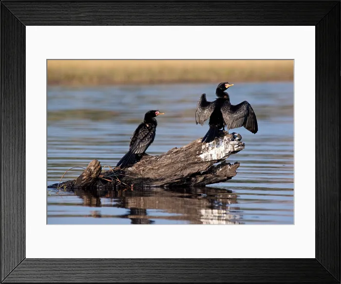 Framed Print : African Reed Cormorant (Phalacrocorax africanus) perching on a dead log mid river, Chobe National Park, Botswana Framed Print : African Reed Cormorant (Phalacrocorax africanus) perching on a dead log mid river, Chobe National Park, Botswana
