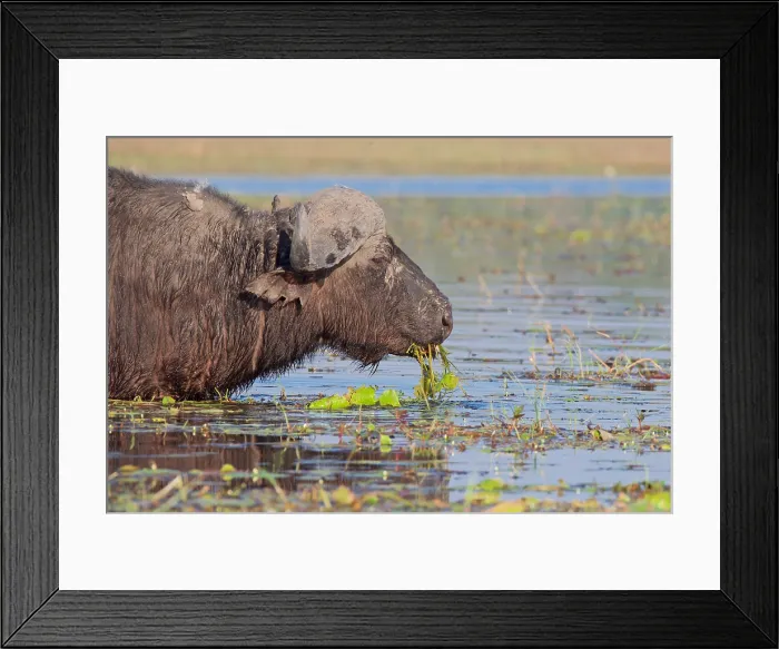 Framed Print : Buffalo (Syncerus caffer), portrait, feeding on green vegetation in the riverChobe National Park, Botswana Framed Print : Buffalo (Syncerus caffer), portrait, feeding on green vegetation in the riverChobe National Park, Botswana