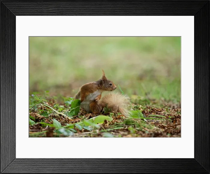 Framed Print : Red Squirrel (Sciurus vulgaris), Blarney Castle, County Cork, Ireland