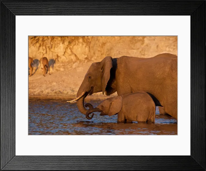 Framed Print : African Elephant, (Loxodonta africana), cow with young calf, Chobe National Park, Botswana Framed Print : African Elephant, (Loxodonta africana), cow with young calf, Chobe National Park, Botswana