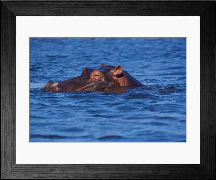Framed Print : Hippopotamus (Hippopotamus amphibius), in dappled blue water, Chobe National Park, Botswana Framed Print : Hippopotamus (Hippopotamus amphibius), in dappled blue water, Chobe National Park, Botswana