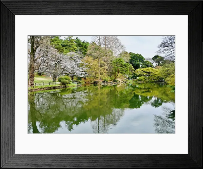 Framed Print : Blossom and trees reflected in lake in Shinjuku Gyoen National Gardens Framed Print : Blossom and trees reflected in lake in Shinjuku Gyoen National Gardens