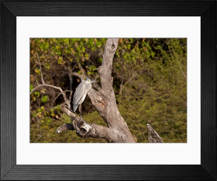 Framed Print : Grey Heron, (Ardea cinerea), perched on a dead tree branch, Chobe National Park, Botswana, Africa Framed Print : Grey Heron, (Ardea cinerea), perched on a dead tree branch, Chobe National Park, Botswana, Africa