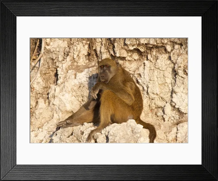 Framed Print : Chacma baboon, (Papio ursinus griseipes) adult resting, in evening light, Chobe National Park, Botswana, Africa Framed Print : Chacma baboon, (Papio ursinus griseipes) adult resting, in evening light, Chobe National Park, Botswana, Africa