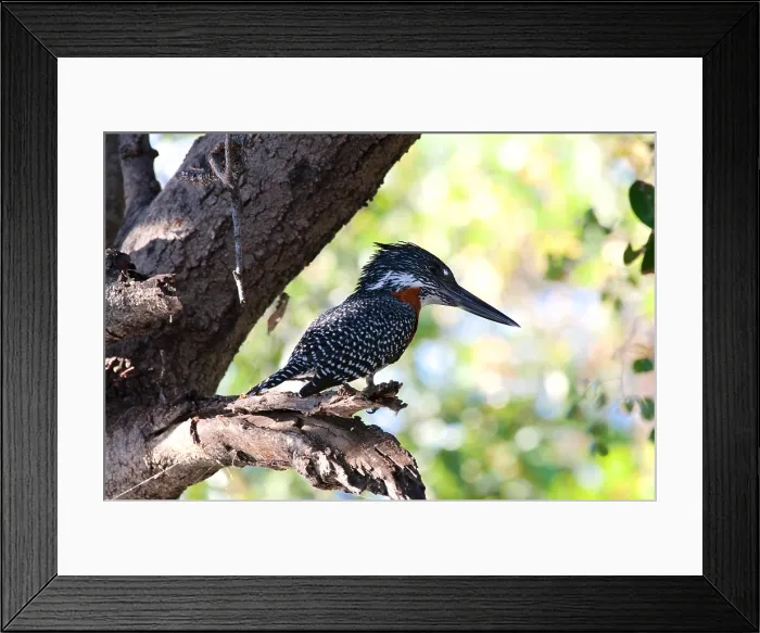 Framed Print : Giant kingfisher (Megaceryle maximus) on a dead branch, Chobe River, Chobe National Park, Kasane, Botswana Framed Print : Giant kingfisher (Megaceryle maximus) on a dead branch, Chobe River, Chobe National Park, Kasane, Botswana