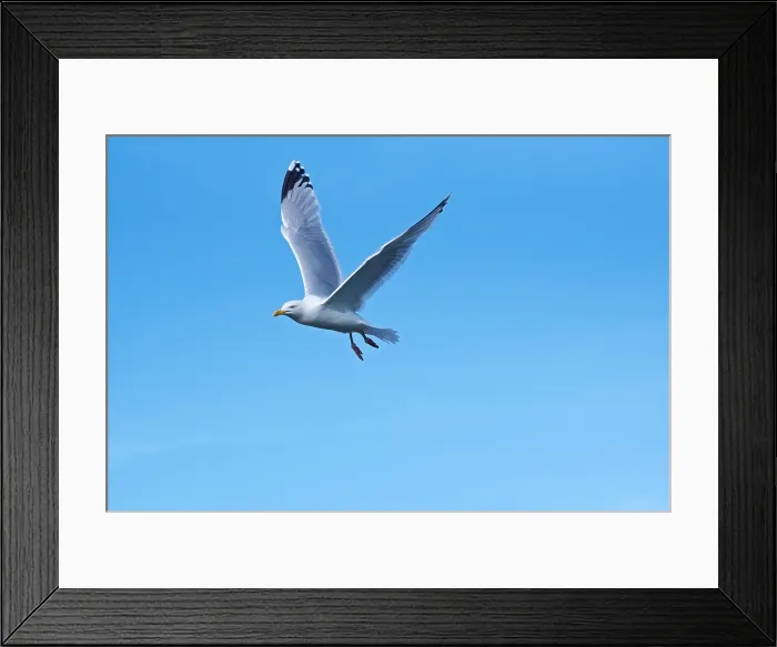 Framed Print : Herring gull (Larus argentatus) in flight, County Cork, Ireland Framed Print : Herring gull (Larus argentatus) in flight, County Cork, Ireland