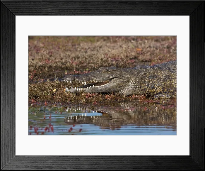 Framed Print : Nile crocodile (Crocodilus niloticus), Chobe National Park, Chobe River, Botswana Framed Print : Nile crocodile (Crocodilus niloticus), Chobe National Park, Chobe River, Botswana
