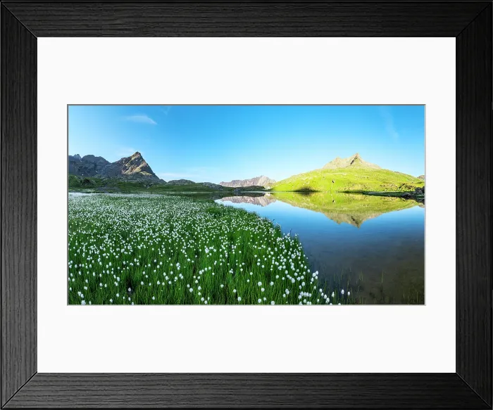 Framed Print : Summer bloom of cotton grass on green meadows surrounding Lago Bianco lake, Gavia Pass, Valfurva, Valtellina, Lombardy, Italy Framed Print : Summer bloom of cotton grass on green meadows surrounding Lago Bianco lake, Gavia Pass, Valfurva, Valtellina, Lombardy, Italy