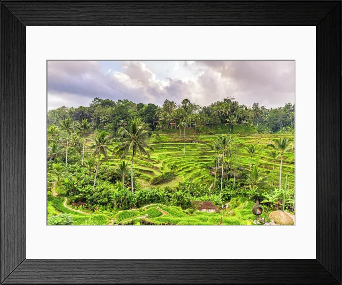 Framed Print : Lush palm trees and rice terraced fields, Ubud, Bali, Indonesia Framed Print : Lush palm trees and rice terraced fields, Ubud, Bali, Indonesia