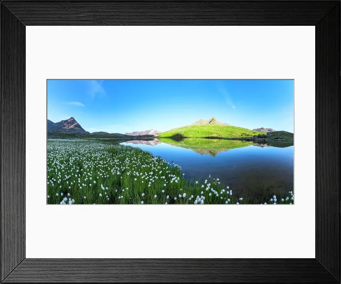 Framed Print : Aerial panoramic of cotton grass in bloom on shores of pristine Lago Bianco lake, Gavia Pass, Valfurva, Valtellina, Lombardy, Italy