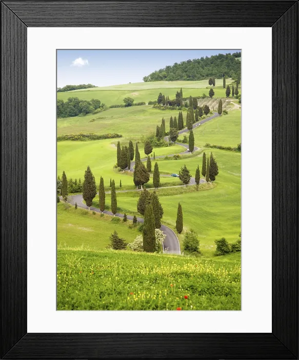 Framed Print : Cypress trees in Tuscany, Italy, Europe Framed Print : Cypress trees in Tuscany, Italy, Europe