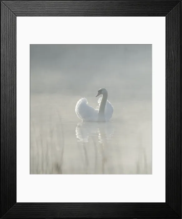 Framed Print : Silted swan (Cygnus olor) swims in impressive position on a lake, fog, Lower Saxony, Germany Framed Print : Silted swan (Cygnus olor) swims in impressive position on a lake, fog, Lower Saxony, Germany