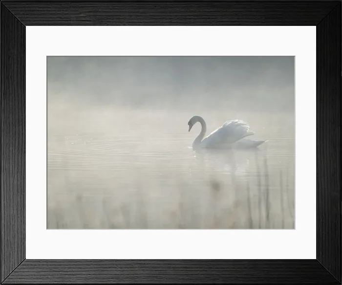 Framed Print : Silted swan (Cygnus olor) swims in impressive position on a lake, fog, Lower Saxony, Germany