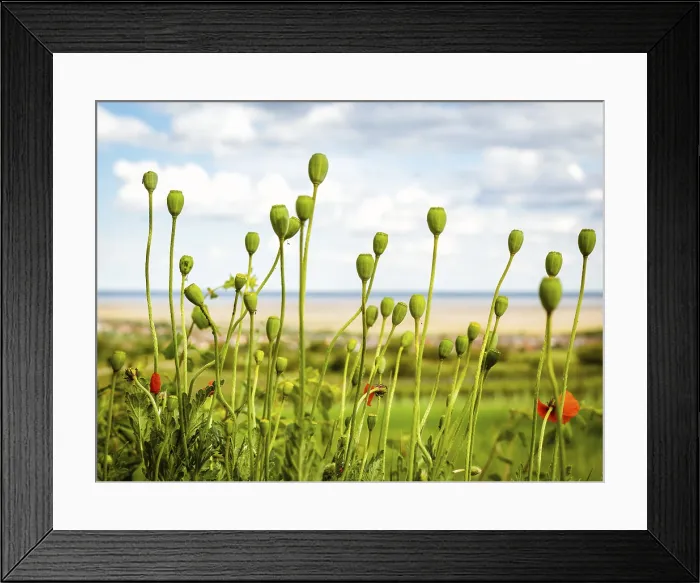Framed Print : Poppy capsulas in spring on lake neusiedlersee Framed Print : Poppy capsulas in spring on lake neusiedlersee