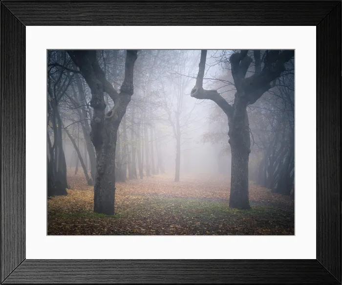 Framed Print : Moody autumnal forest with fog and leaves on the ground Framed Print : Moody autumnal forest with fog and leaves on the ground