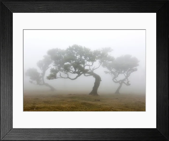 Framed Print : Old laurel forest or Laurissilva Forest, stinkwood (Ocotea foetens) trees in fog, UNESCO World Heritage Site, Fanal, Madeira, Portugal Framed Print : Old laurel forest or Laurissilva Forest, stinkwood (Ocotea foetens) trees in fog, UNESCO World Heritage Site, Fanal, Madeira, Portugal