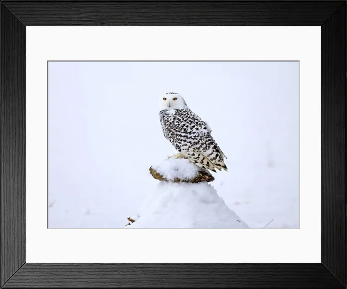 Framed Print : Snowy owl (Nyctea scandiaca), snowy owl, adult, alert, in snow, perch, in winter, Bohemian Forest, Czech Republic, Europe, Germany, captive Framed Print : Snowy owl (Nyctea scandiaca), snowy owl, adult, alert, in snow, perch, in winter, Bohemian Forest, Czech Republic, Europe, Germany, captive