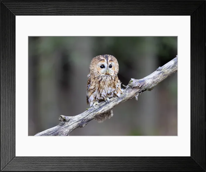 Framed Print : Tawny owl (Strix aluco), adult, perch, in winter, alert, Bohemian Forest, Czech Republic, Europe, Germany Framed Print : Tawny owl (Strix aluco), adult, perch, in winter, alert, Bohemian Forest, Czech Republic, Europe, Germany