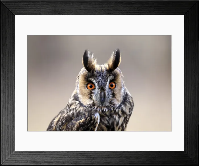 Framed Print : Long-eared owl (Asio otus), adult, portrait, in winter, alert, Bohemian Forest, Czech Republic, Europe, Germany Framed Print : Long-eared owl (Asio otus), adult, portrait, in winter, alert, Bohemian Forest, Czech Republic, Europe, Germany