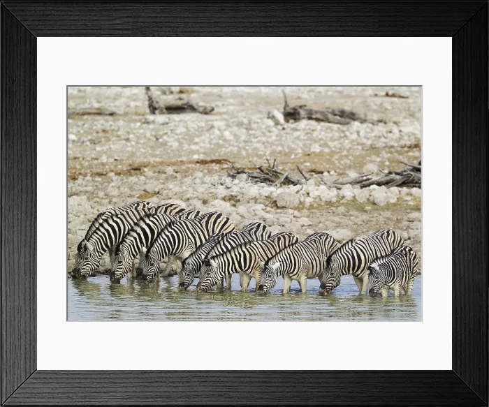 Framed Print : Burchell's zebras (Equus quagga burchellii) drinking at waterhole, Etosha National Park, Namibia Framed Print : Burchell's zebras (Equus quagga burchellii) drinking at waterhole, Etosha National Park, Namibia