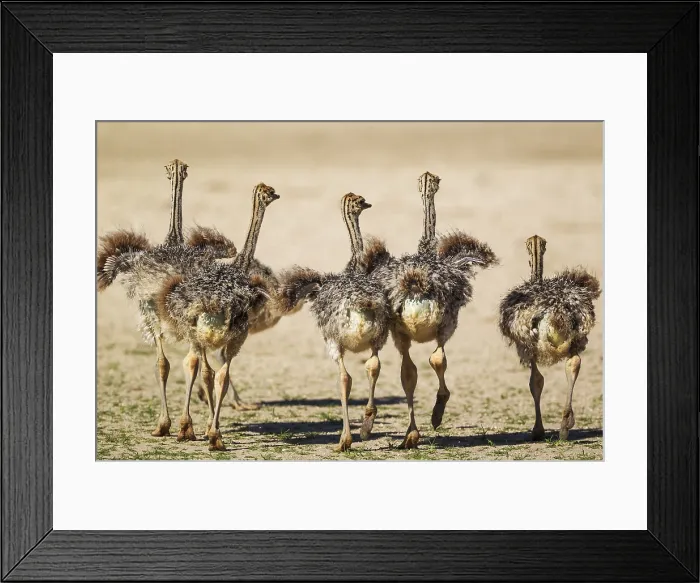 Framed Print : Ostrich (Struthio camelus), five chicks, Kalahari Desert, Kgalagadi Transfrontier Park, South Africa Framed Print : Ostrich (Struthio camelus), five chicks, Kalahari Desert, Kgalagadi Transfrontier Park, South Africa
