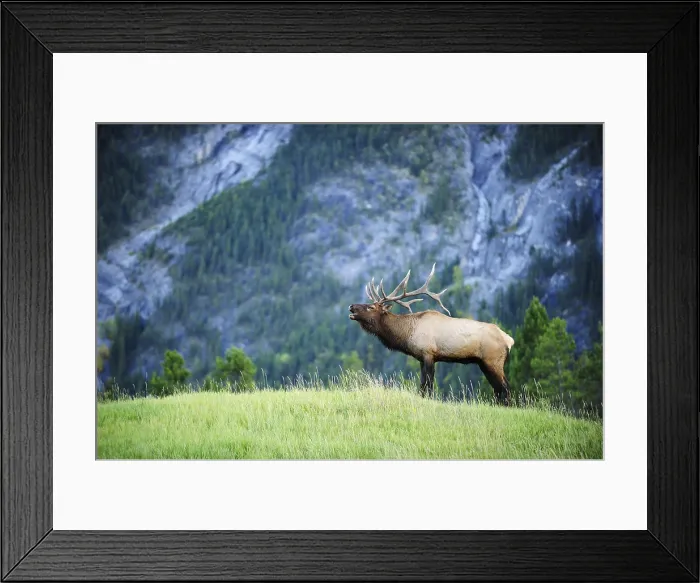 Framed Print : Elk (Cervus canadensis) bugling in the rut, Banff National Park, Alberta Province, Canada