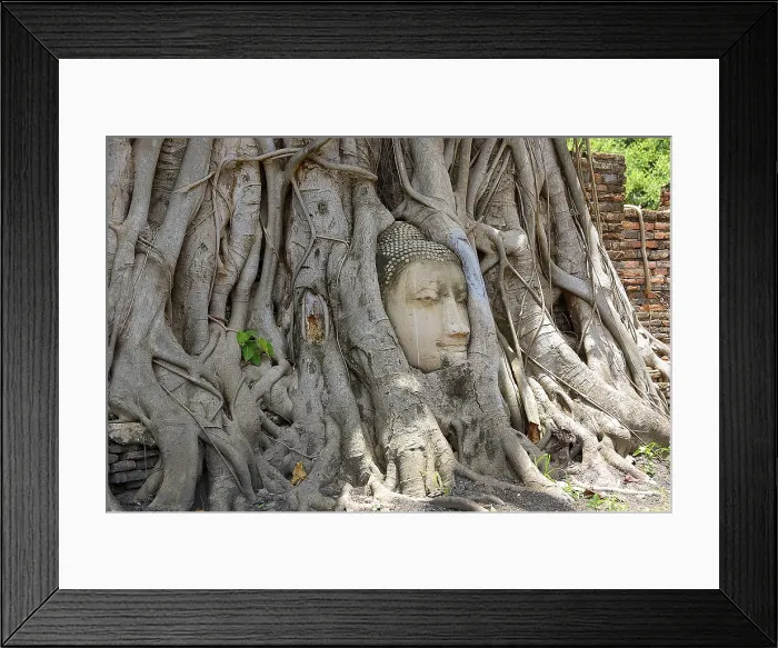 Framed Print : Tree roots growing around a sandstone buddha head in wat mahathat, ayutthaya historical park, thailand Framed Print : Tree roots growing around a sandstone buddha head in wat mahathat, ayutthaya historical park, thailand
