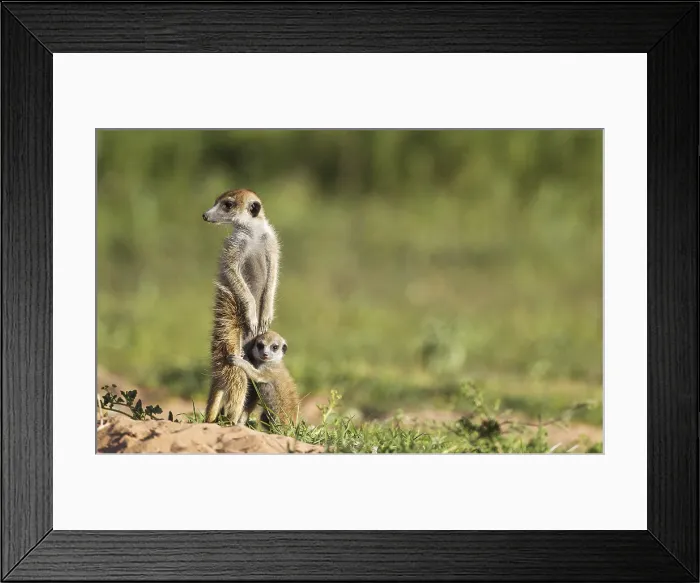 Framed Print : Suricate (Suricata suricatta), adult with young on the lookout, during the rainy season in green surroundings, Kalahari Desert, Kgalagadi Transfrontier Park, South Africa Framed Print : Suricate (Suricata suricatta), adult with young on the lookout, during the rainy season in green surroundings, Kalahari Desert, Kgalagadi Transfrontier Park, South Africa
