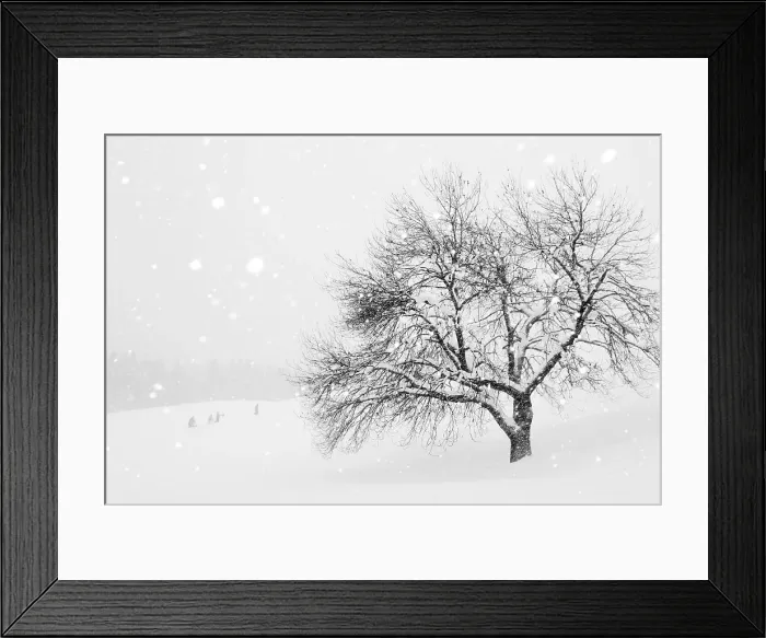 Framed Print : Snow-covered tree, Tyrol, Austria Framed Print : Snow-covered tree, Tyrol, Austria
