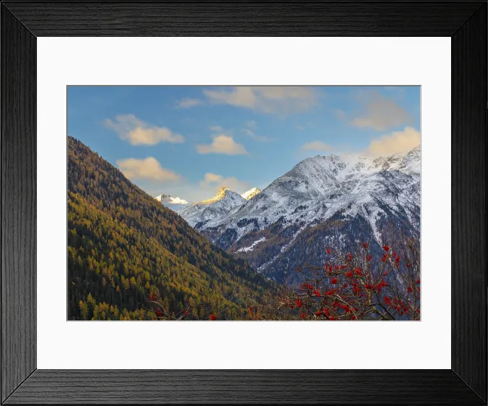 Framed Print : Mixed forest with larch trees (Larix) in autumn, mountain peaks with snow, autumn, Piz Sarsura, Piz Sarsura Pitschen, Piz d'Immez, Guarda, Engadin, Grisons, Switzerland Framed Print : Mixed forest with larch trees (Larix) in autumn, mountain peaks with snow, autumn, Piz Sarsura, Piz Sarsura Pitschen, Piz d'Immez, Guarda, Engadin, Grisons, Switzerland