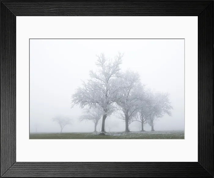 Framed Print : Group of trees in the fog, with hoarfrost, Mondsee lake, Mondseeland region, Salzkammergut, Upper Austria, Austria Framed Print : Group of trees in the fog, with hoarfrost, Mondsee lake, Mondseeland region, Salzkammergut, Upper Austria, Austria