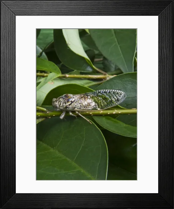 Framed Print : Cicada, Annual cicada, (Tibicen linnei) Framed Print : Cicada, Annual cicada, (Tibicen linnei)