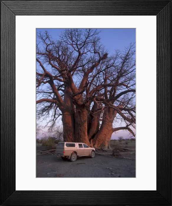 Framed Print : Chapmans Baobab, claimed to be the largest tree in Africa at 25 metres around Framed Print : Chapmans Baobab, claimed to be the largest tree in Africa at 25 metres around