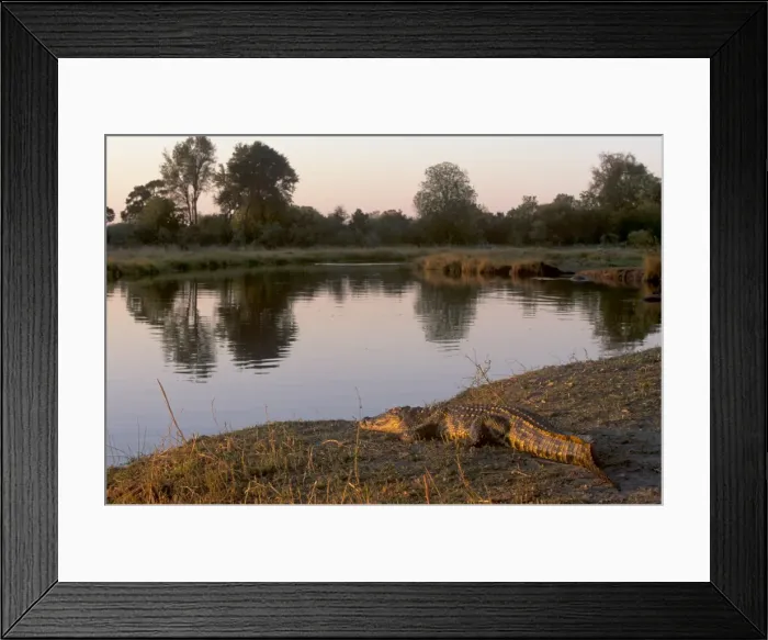 Framed Print : Crocodile resting on bank of Kwai River in Moremi Game Reserve, Okavango Delta Framed Print : Crocodile resting on bank of Kwai River in Moremi Game Reserve, Okavango Delta