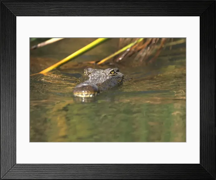 Framed Print : A Nile crocodile (Crocodylus niloticus) in water, Moremi Wildlife reserve Framed Print : A Nile crocodile (Crocodylus niloticus) in water, Moremi Wildlife reserve
