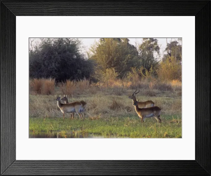 Framed Print : Lechwes, Moremi Wildlife reserve, Okavango Delta, Botswana, Africa Framed Print : Lechwes, Moremi Wildlife reserve, Okavango Delta, Botswana, Africa