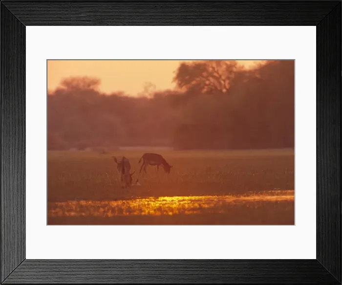 Framed Print : Donkeys at sunset in swamps near Okavango River, Botswana, Africa Framed Print : Donkeys at sunset in swamps near Okavango River, Botswana, Africa