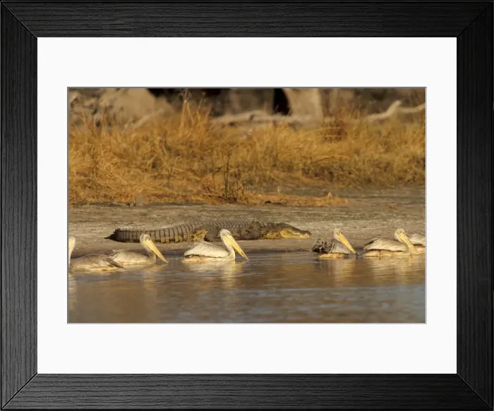 Framed Print : Pelicans in Moremi Game Reserve, Okavango Delta, Botswana, Africa Framed Print : Pelicans in Moremi Game Reserve, Okavango Delta, Botswana, Africa