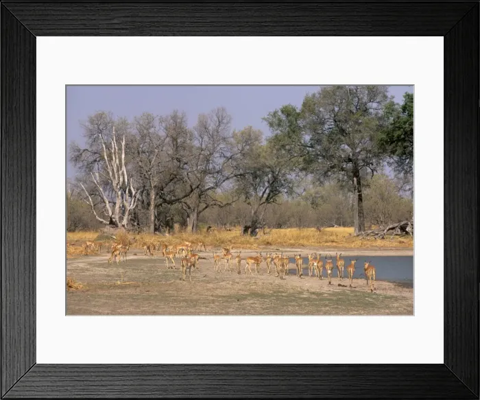Framed Print : Impalas grazing in Moremi Game Reserve, Okavango Delta, Botswana, Africa Framed Print : Impalas grazing in Moremi Game Reserve, Okavango Delta, Botswana, Africa