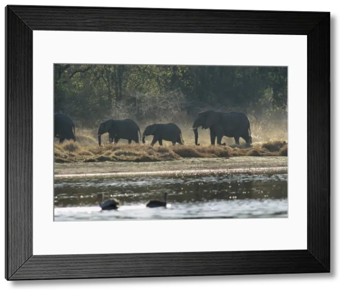 Framed Print : Elephants, Moremi Wildlife reserve, Okavango Delta, Botswana, Africa Framed Print : Elephants, Moremi Wildlife reserve, Okavango Delta, Botswana, Africa