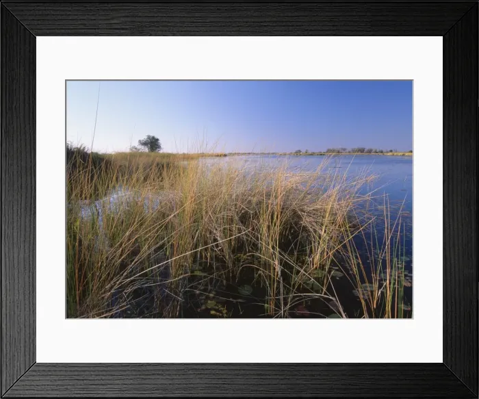 Framed Print : Lush vegetation in Okavango Delta, Moremi Game Reserve, Okavango Delta, Botswana, Africa Framed Print : Lush vegetation in Okavango Delta, Moremi Game Reserve, Okavango Delta, Botswana, Africa