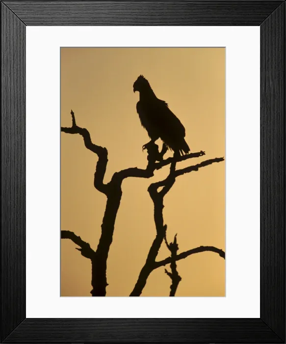 Framed Print : Silhouette of martial eagle (Polemaetus bellicosus), Botswana, Africa Framed Print : Silhouette of martial eagle (Polemaetus bellicosus), Botswana, Africa