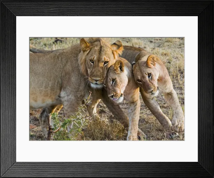 Framed Print : Young lions (Panthera leo), Masai Mara National Reserve, Kenya, East Africa, Africa Framed Print : Young lions (Panthera leo), Masai Mara National Reserve, Kenya, East Africa, Africa